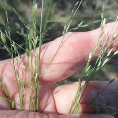 Eragrostis curtipedicellata
