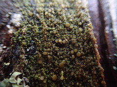 Protoparmelia ochrococca