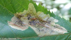 Cameraria betulivora