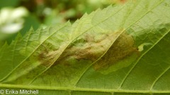 Cameraria betulivora