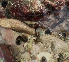 Parablennius tasmanianus