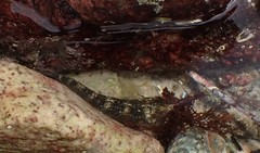 Parablennius tasmanianus