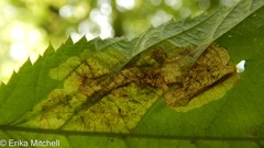 Cameraria betulivora