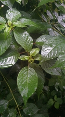 Ledenbergia peruviana