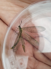 Brachynemurus versutus