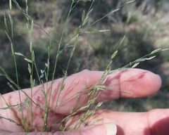Eragrostis curtipedicellata