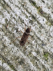 Elasmolomus squalidus