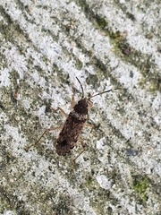 Elasmolomus squalidus