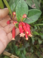 Macleania cordifolia