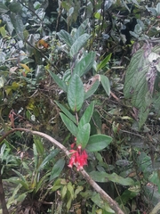 Macleania cordifolia