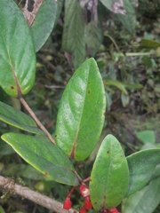 Macleania cordifolia