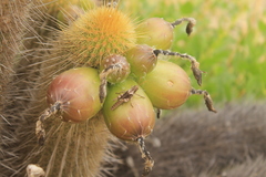 Haageocereus versicolor
