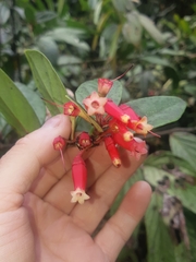 Macleania cordifolia