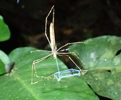 Deinopis