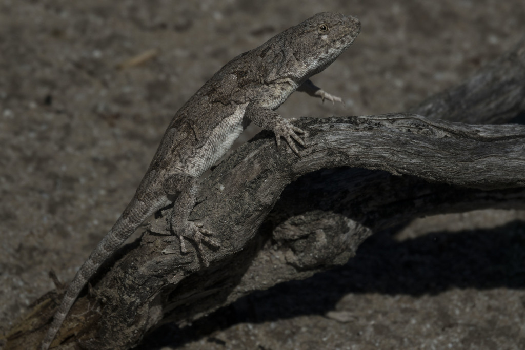 Liolaemus millcayac