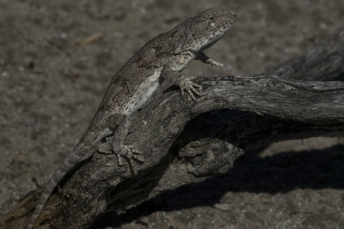 Liolaemus millcayac