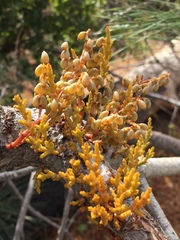 Arceuthobium occidentale