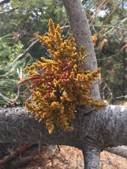 Arceuthobium occidentale