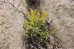 Peperomia dolabriformis