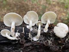 Ossicaulis lignatilis