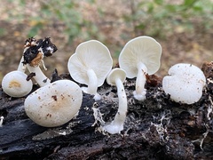 Ossicaulis lignatilis