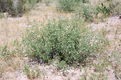 Zygophyllum ovigerum