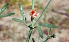 Zygophyllum ovigerum