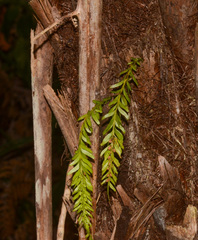 Tmesipteris sigmatifolia