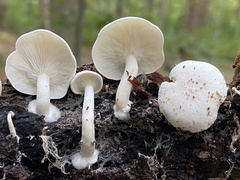 Ossicaulis lignatilis
