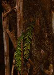 Tmesipteris sigmatifolia