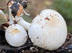 Ossicaulis lignatilis