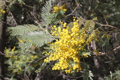 Acacia dealbata subalpina