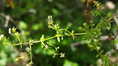 Climbing Bedstraw