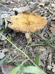 Russula foetentula