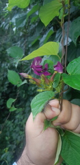 Laubertia contorta