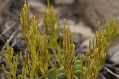 Peperomia dolabriformis