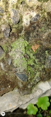 Pilocarpaceae