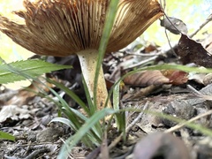 Russula foetentula