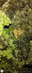 Pilocarpaceae