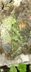 Pilocarpaceae