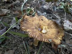 Russula foetentula