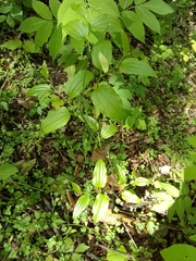 Smilacaceae