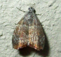 Choreutis aegyptiaca
