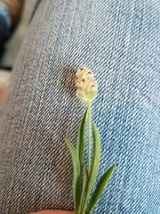 Plantago hookeriana