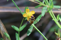 Episyrphus viridaureus