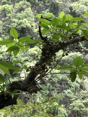 Ficus variegata garciae