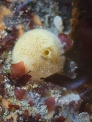 Tetilla