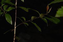 Tristaniopsis collina