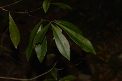 Tristaniopsis collina