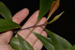 Tristaniopsis collina